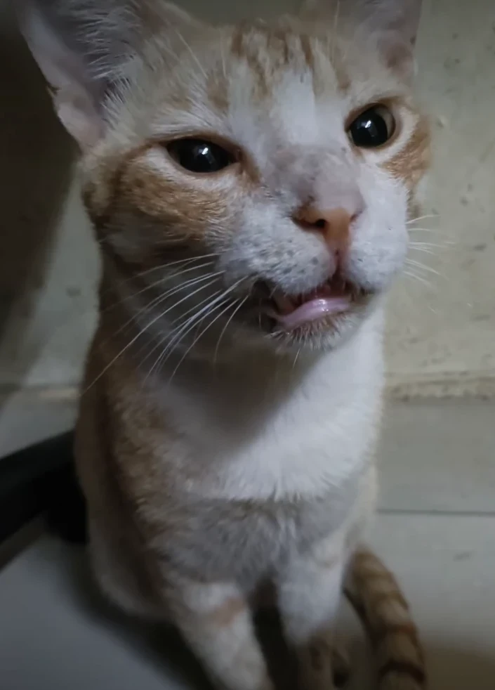 Chikoo the cat at Purrhaus