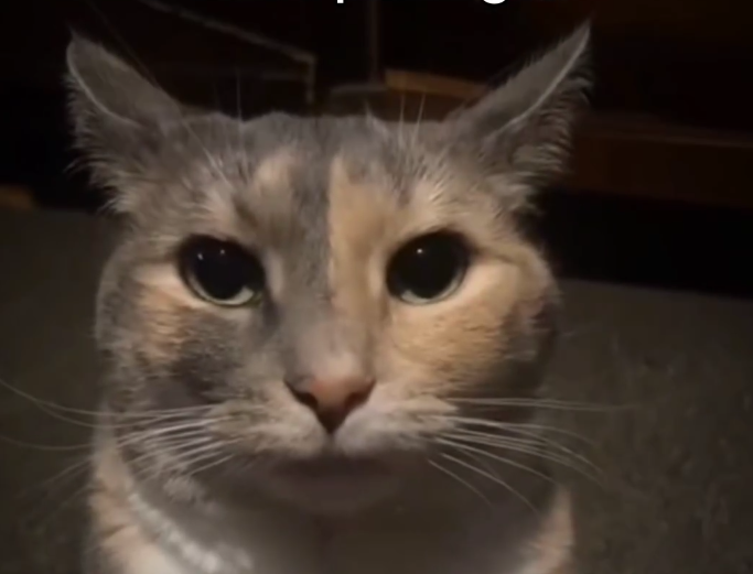 Mausi the cat at Purrhaus