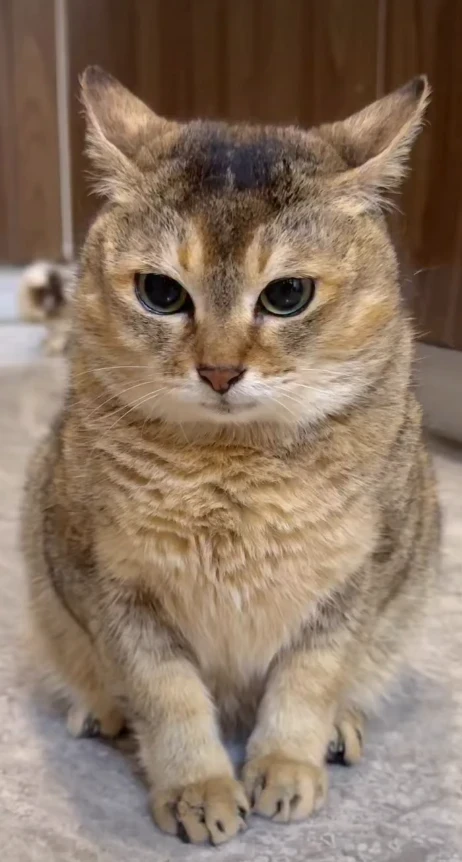 Molly Weasley the cat at Purrhaus