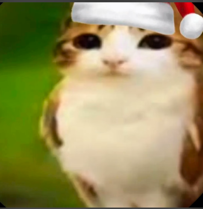 A tiny cat wearing a Santa hat